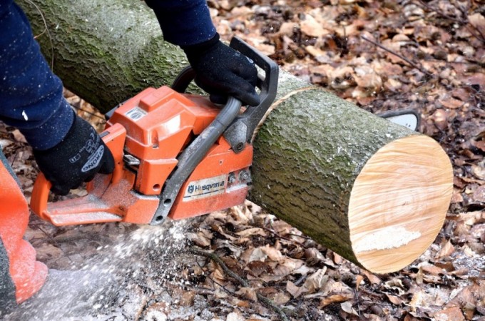 Setor florestal tem um bom desempenho nesta pandemia