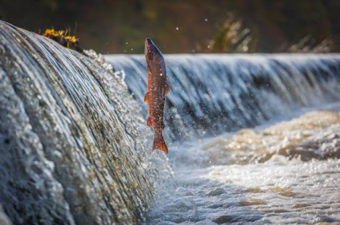 Populao pode denunciar pesca irregular na poca de Piracema