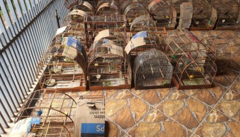 jau-homem-recebe-multa-de-rs-22-mil-por-manter-aves-em-cativeiro