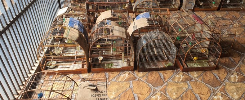 jau-homem-recebe-multa-de-rs-22-mil-por-manter-aves-em-cativeiro