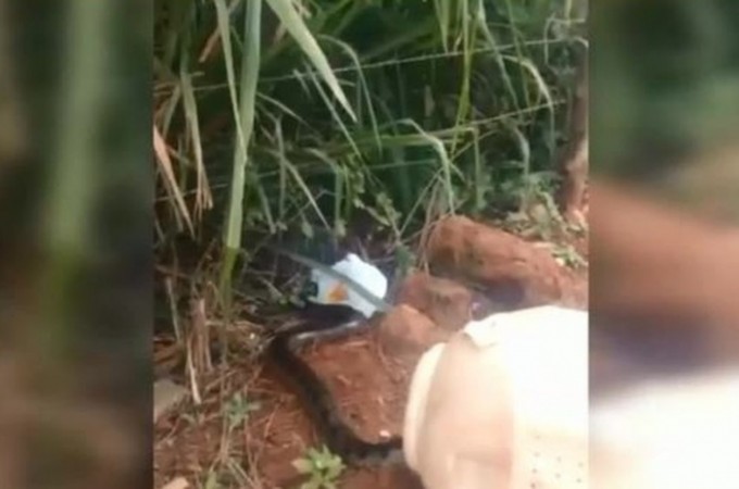 Filhote de sucuri de 2 metros  capturado na Vila dos Bancrios