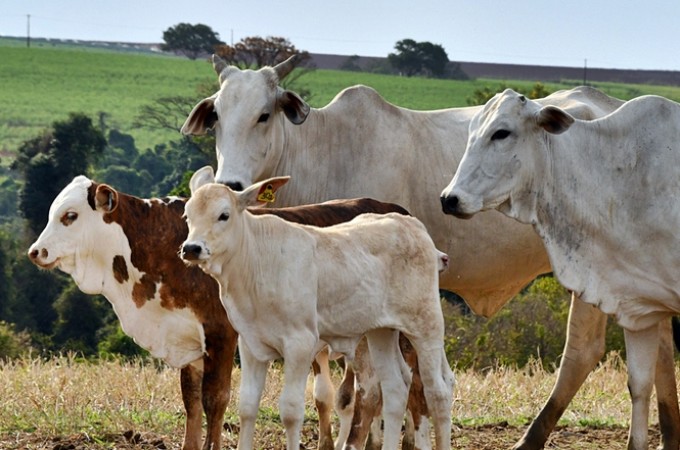 Sebrae oferece trs cursos gratuitos para agricultores