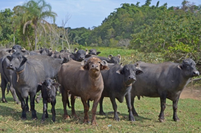 Sindicato Rural alerta: Vacinao contra Febre Aftosa comeou dia 1