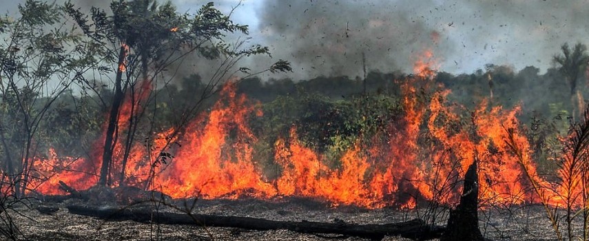 como-realizar-uma-denuncia-na-policia-militar-ambiental