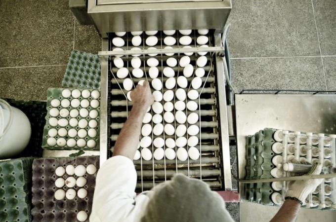 Ovos: exportaes tm alta de 145% no primeiro semestre de 2021