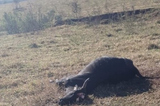 Confirmado um caso de raiva em bovino na regio de Marlia