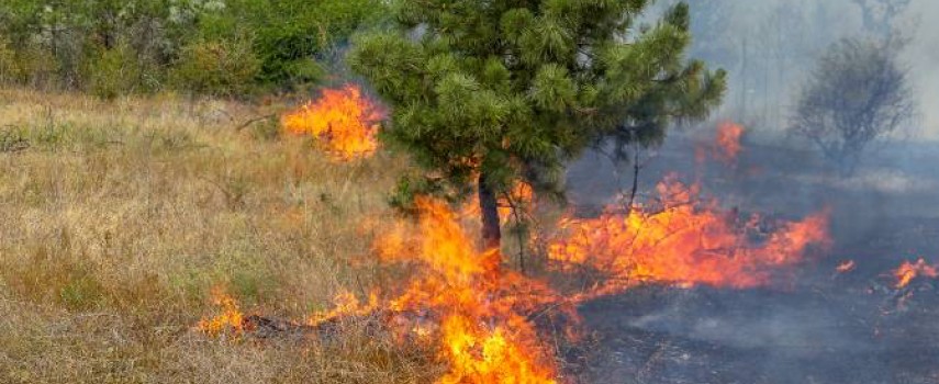 governo-de-sp-promove-campanha-para-prevenir-incendios-florestais
