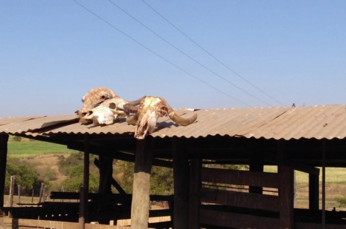 Borborema: Dono de a�ougue � autuado por abate ilegal de animais