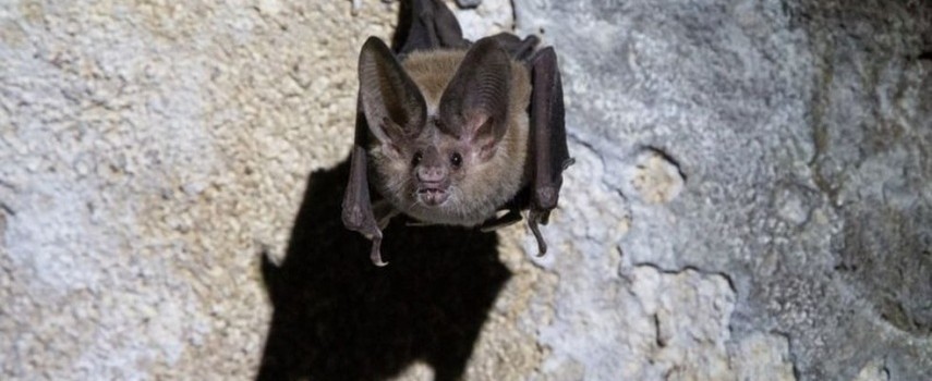 morcego-com-virus-da-raiva-e-encontrado-em-casa-de-rio-claro