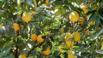 estiagem-prejudica-plantacoes-de-laranja