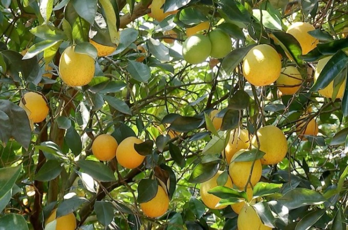 Estiagem prejudica plantaes de laranja