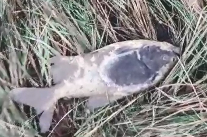 Borborema: Peixes morrem queimados em inc�ndio de grandes propor��es