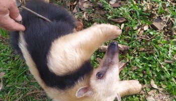 botucatu-tamandua-mirim-com-as-patas-queimadas-e-resgatado