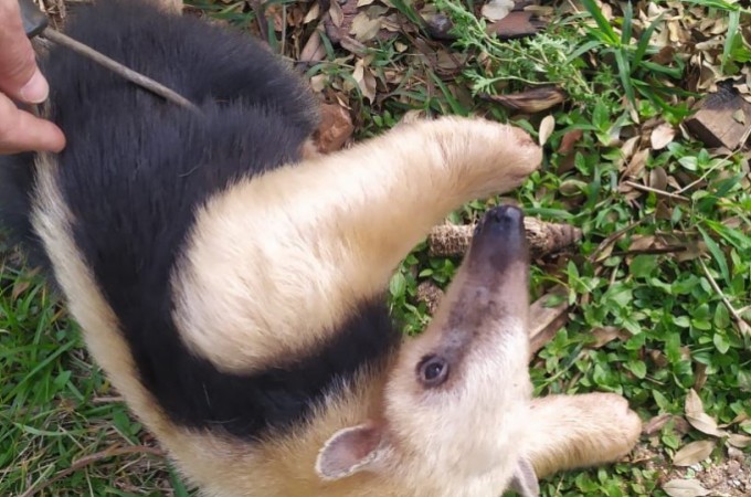  Botucatu: tamandu�-mirim com as patas queimadas � resgatado 