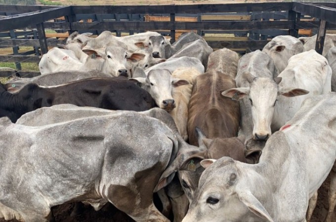 Pol�cia recupera 336 cabe�as de gado avaliadas em + de R$ 1 milh�o