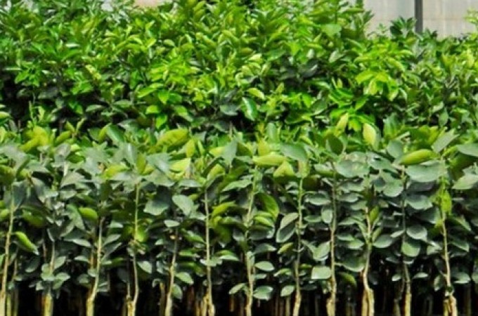 Viveiro Municipal produz e doa mudas de �rvores