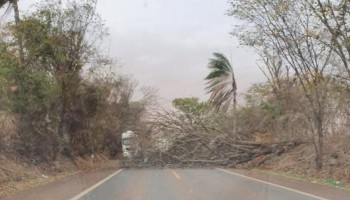 arvore-interdita-rodovia-ibitinga-tabatinga