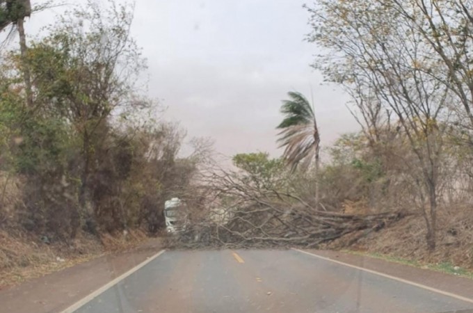 �rvore interdita rodovia Ibitinga-Tabatinga