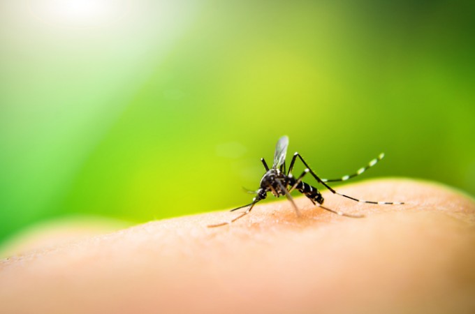 Dengue: Prefeitura vai fazer fora-tarefa de limpeza no dia 25