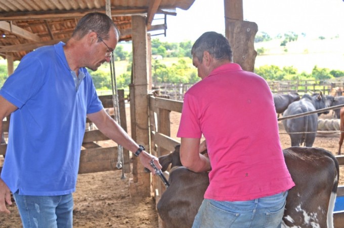 Sindicato Rural alerta: 2 etapa da campanha de vacinao de aftosa