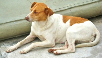 aprovada-lei-que-obriga-denuncias-de-maus-tratos-em-condominios