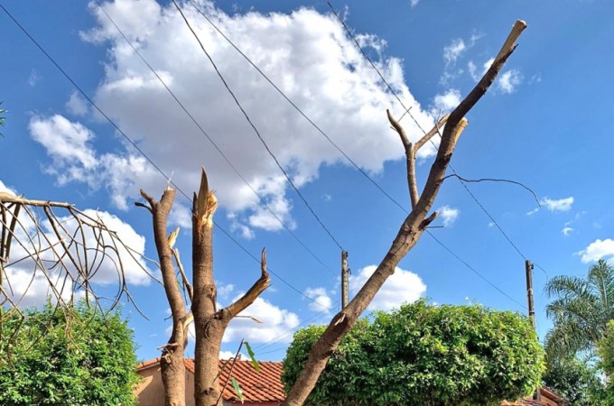 PM Ambiental identifica poda dr�stica no Jd. Maria Luiza II