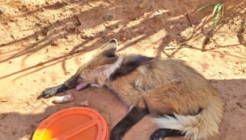 lobo-guara-e-resgatado-com-ferimentos-pelos-bombeiros-em-zona-rural