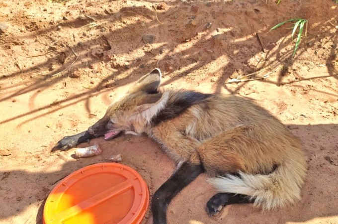 Lobo-guar� � resgatado com ferimentos pelos bombeiros em zona rural 