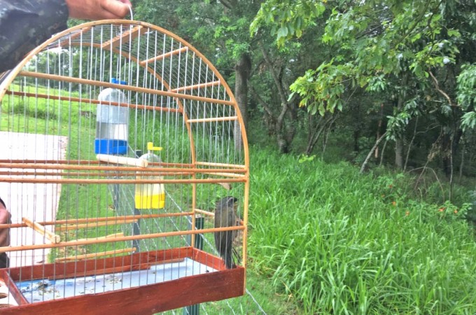 It�polis: PM Ambiental flagra criador com p�ssaros sem licen�a