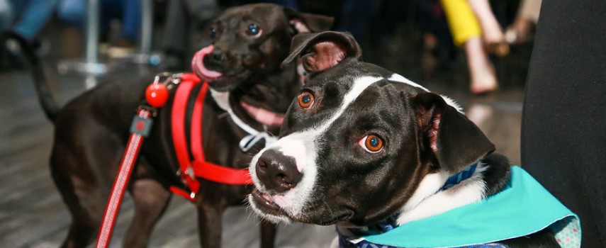 governo-de-sp-anuncia-consultorios-veterinarios-em-130-cidades