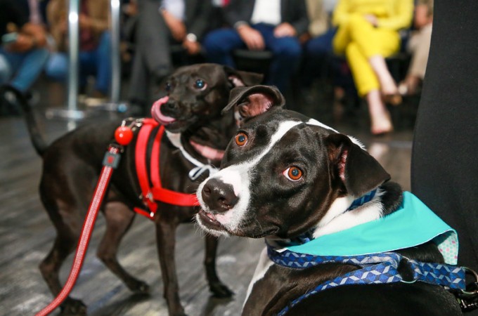 Governo de SP anuncia consultrios veterinrios em 130 cidades