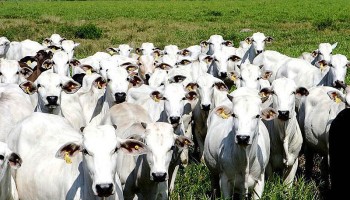 sindicato-rural-alerta-sobre-casos-de-raiva-bovina-na-regiao