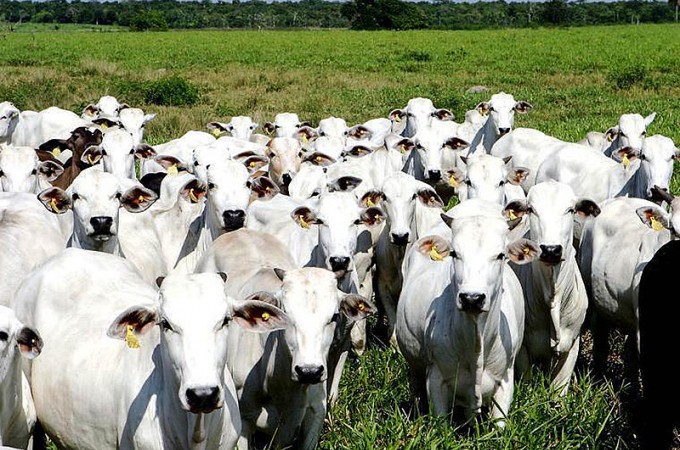 Sindicato Rural alerta sobre casos de raiva bovina na regio 