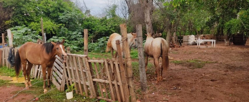 pm-ambiental-aplica-multa-por-uso-indevido-de-area-de-vegetacao