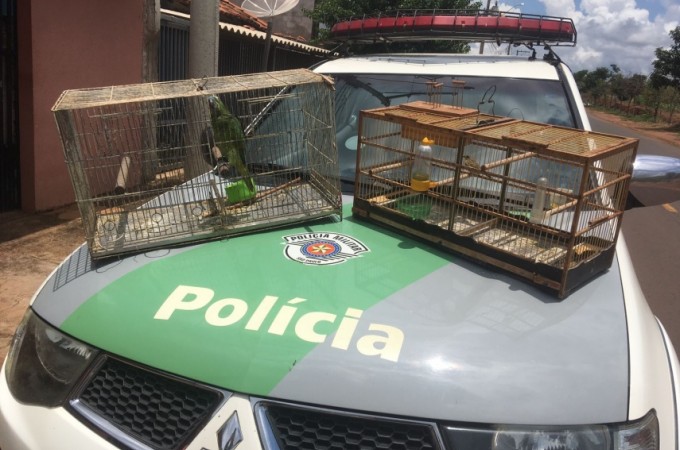 PM Ambiental aplica multa em criador de p�ssaros