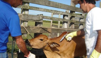ibitinga-registra-um-caso-de-raiva-bovina