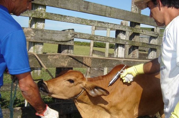 Ibitinga registra um caso de Raiva Bovina
