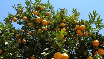 prazo-para-entrega-do-relatorio-do-greening-termina-dia-15