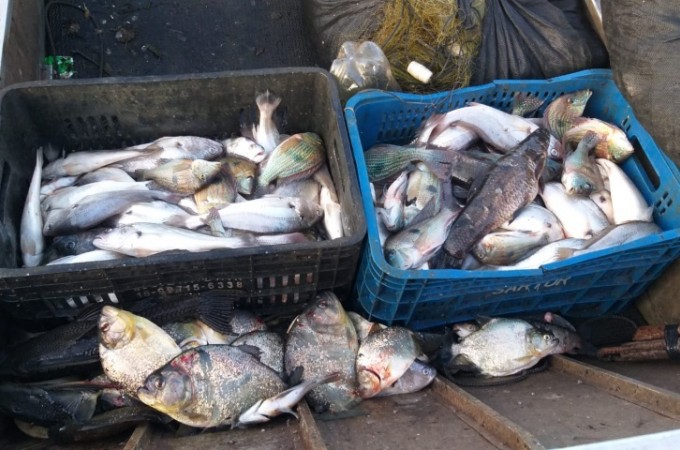 PM Ambiental apreendeu 65 kg de peixes capturados no Rio Tiet�