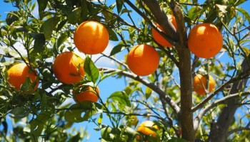 safra-da-laranja-termina-com-resultado-10-menor-que-o-esperado