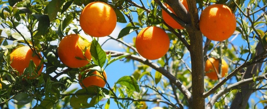 safra-da-laranja-termina-com-resultado-10-menor-que-o-esperado