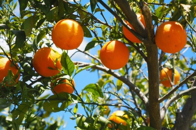 Safra da laranja termina com resultado 10% menor que o esperado