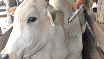 sindicato-rural-alerta-sobre-alteracao-na-campanha-de-aftosa