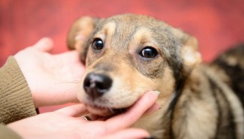 pets-vacina-contra-raiva-deve-ser-aplicada-todos-os-anos