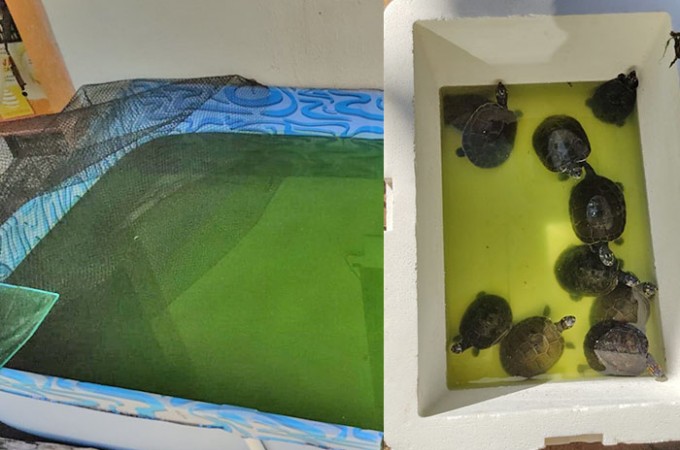 Pol�cia Federal e PM Ambiental flagram cativeiro de animais