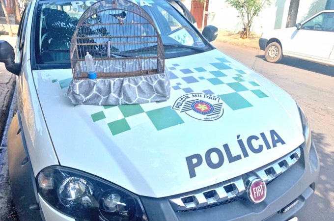 PM Ambiental aplica multa ap�s apreender p�ssaro silvestre