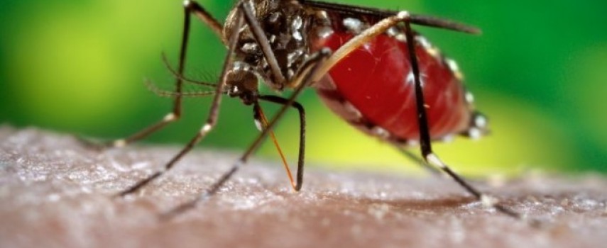 dengue-nova-cepa-do-virus-foi-identificada-no-brasil