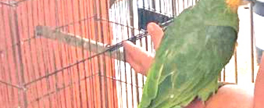 pm-ambiental-aplica-multa-em-criador-de-aves-de-itapolis