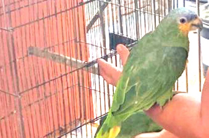 PM Ambiental aplica multa em criador de aves de It�polis