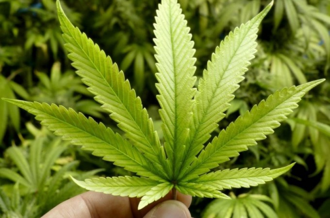 PM localiza plantio de maconha no Jd. S�o Domingos